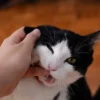 why-your-cat-bites-you