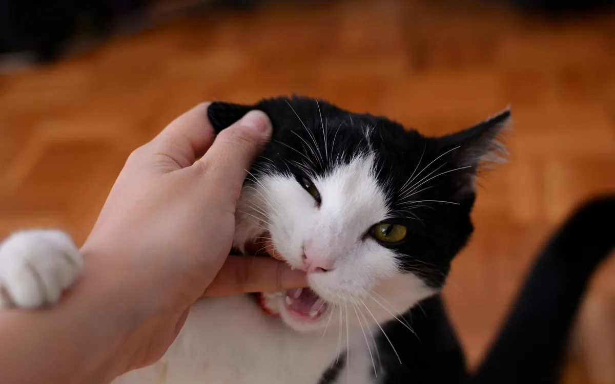 why-your-cat-bites-you