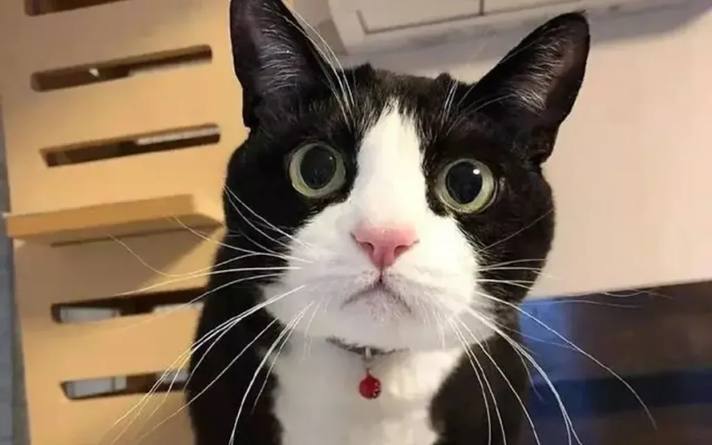 10+ Perfect black and white cat names for every personality