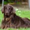 The 13 best Gundog breeds: A 2025 guide to sporting dogs