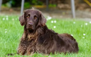 The 13 best Gundog breeds: A 2025 guide to sporting dogs