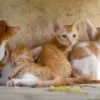 7 Surprising Orange Tabby Cat Kitten Facts