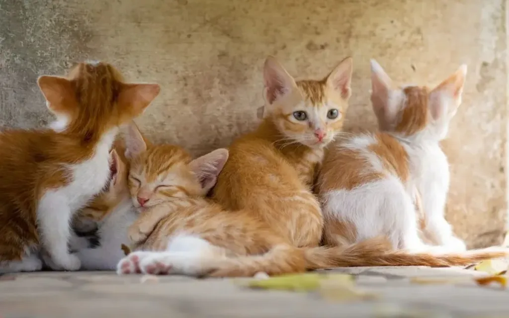 7 Surprising Orange Tabby Cat Kitten Facts