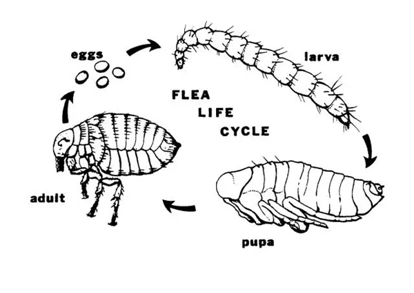 Fleas