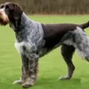 German Wirehaired Pointer | Meet an animal a day