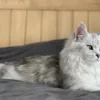 Maine Coon