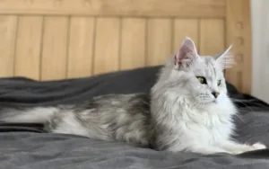 Maine Coon