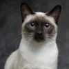 Meet an animal a day Today’s star – the Siamese Cat
