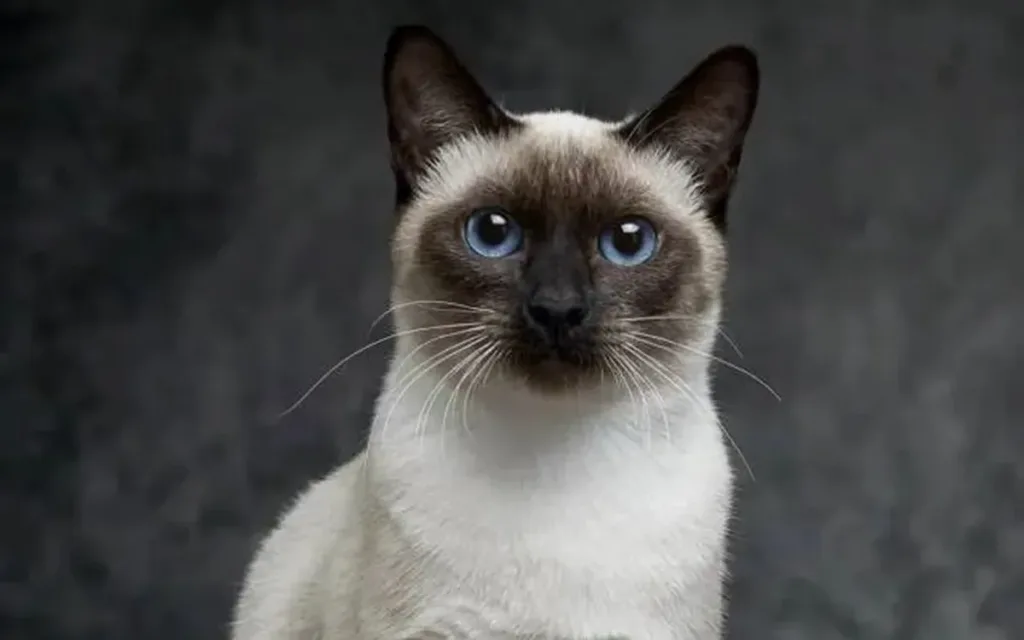 Meet an animal a day Today’s star – the Siamese Cat