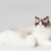 Ragdoll cat prices How to choose your ideal companion