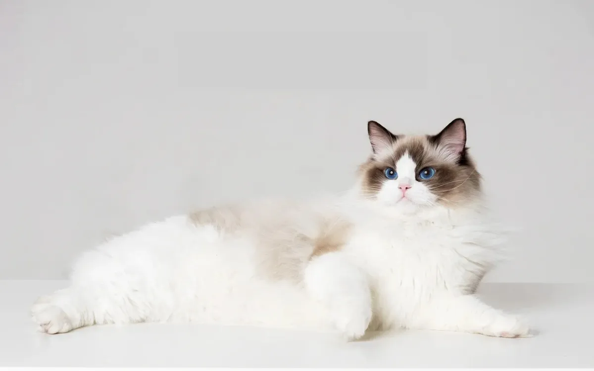 Ragdoll cat prices How to choose your ideal companion