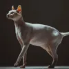 What is a reasonable Sphynx cat price