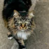 What shapes Maine Coon cats price and beauty