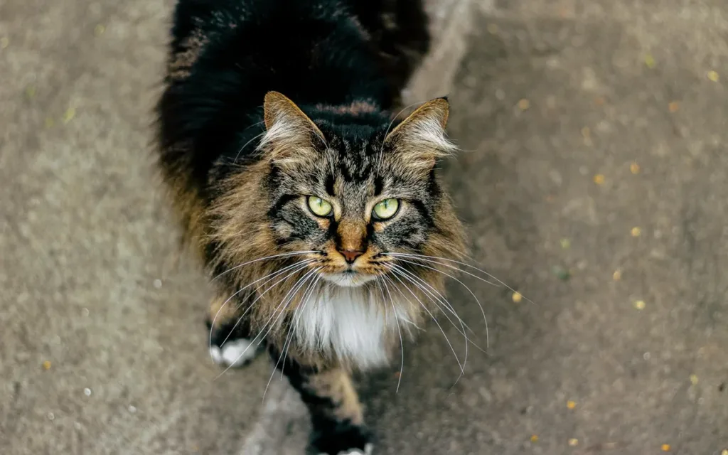 What shapes Maine Coon cats price and beauty