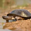 African Sideneck Turtles: 18 amazing species you should know