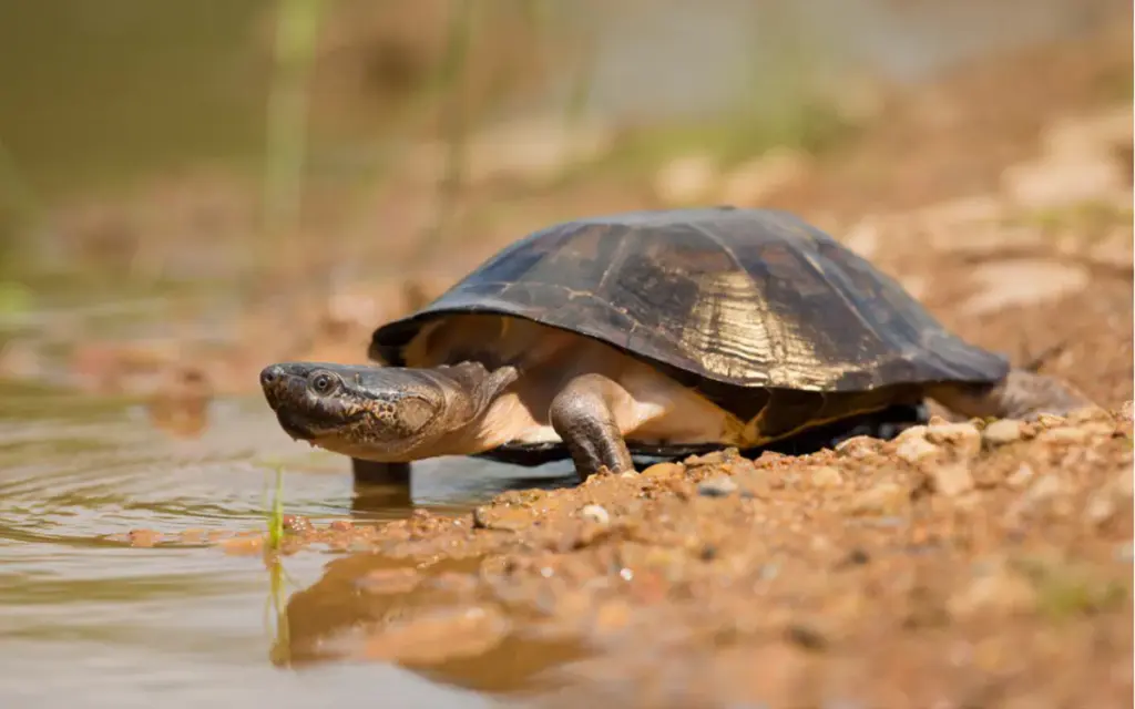 African Sideneck Turtles: 18 amazing species you should know