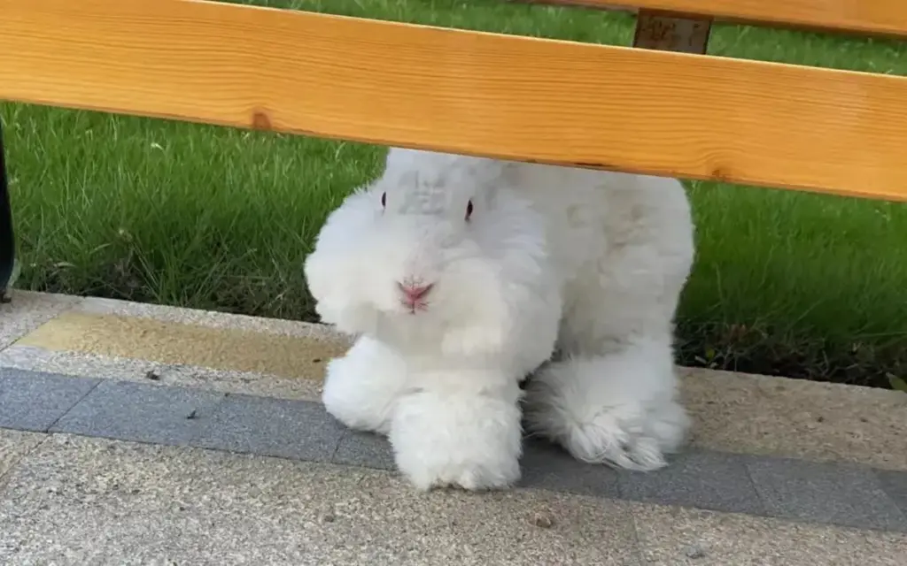 Are Angora rabbits easy to keep?