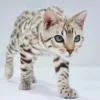 Bengal cat price: Why is it so high?