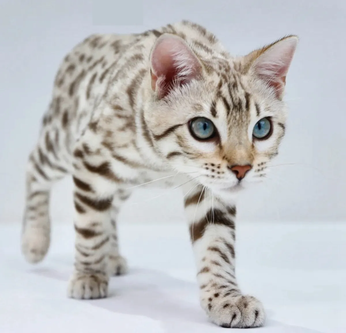 Bengal cat price: Why is it so high?