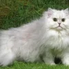 daily-animal-feature-persian-cat