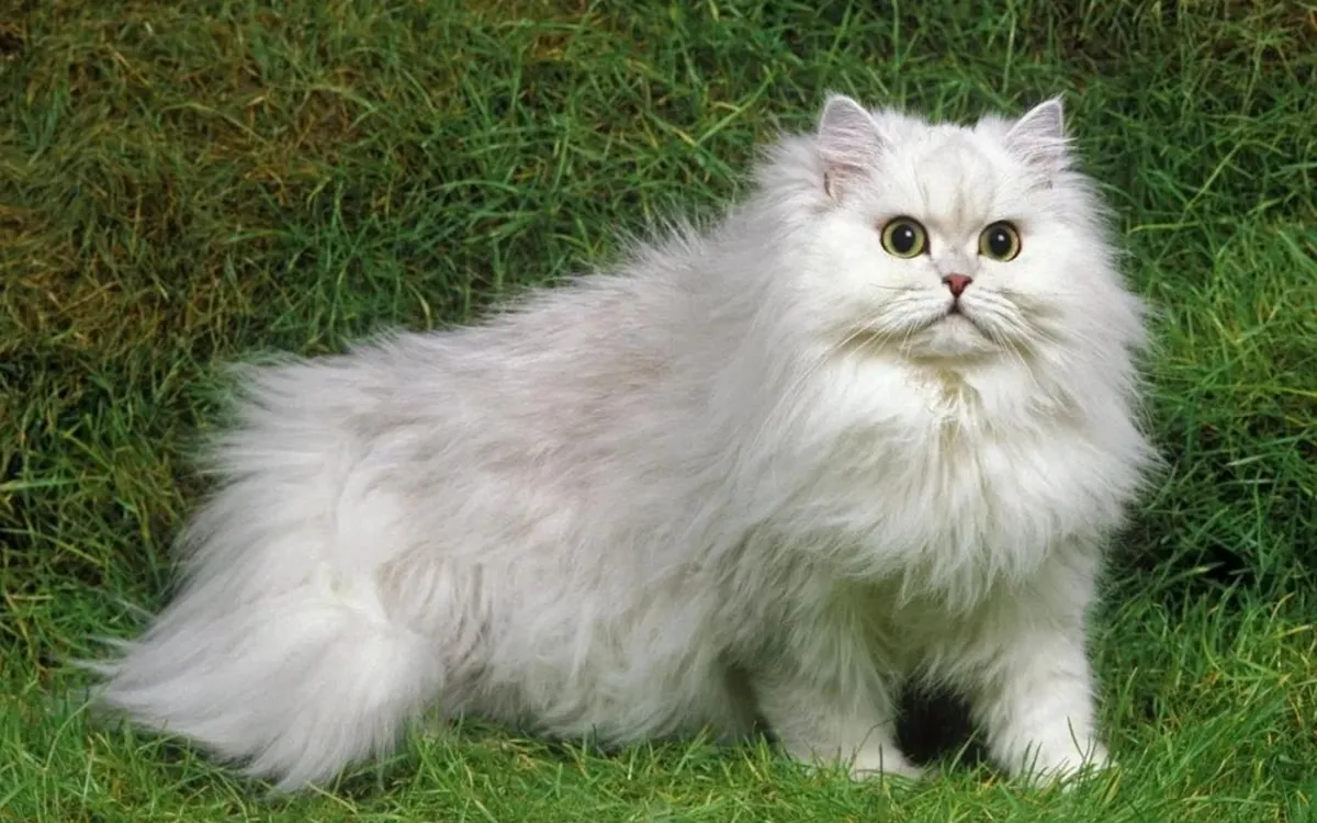 daily-animal-feature-persian-cat
