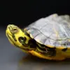 Do yellow bellied sliders make good pets?