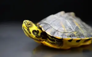Do yellow bellied sliders make good pets?