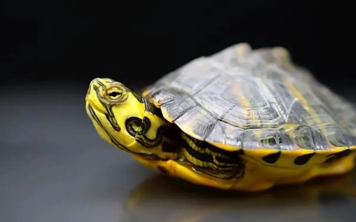Do yellow bellied sliders make good pets?
