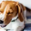 Why Is My Dog Wheezing? Causes and Solutions