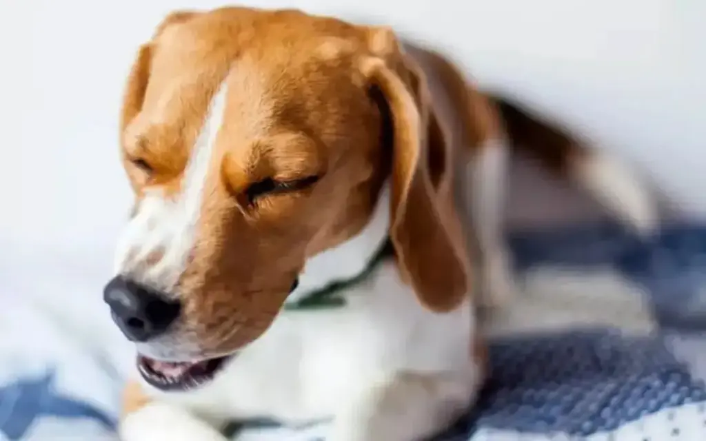 Why Is My Dog Wheezing? Causes and Solutions