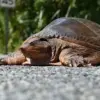 Florida Softshell Turtle | Meet an animal a day