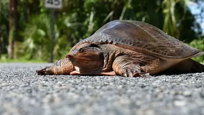 Florida Softshell Turtle | Meet an animal a day