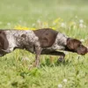 German Shorthaired Pointer | Meet an animal a day