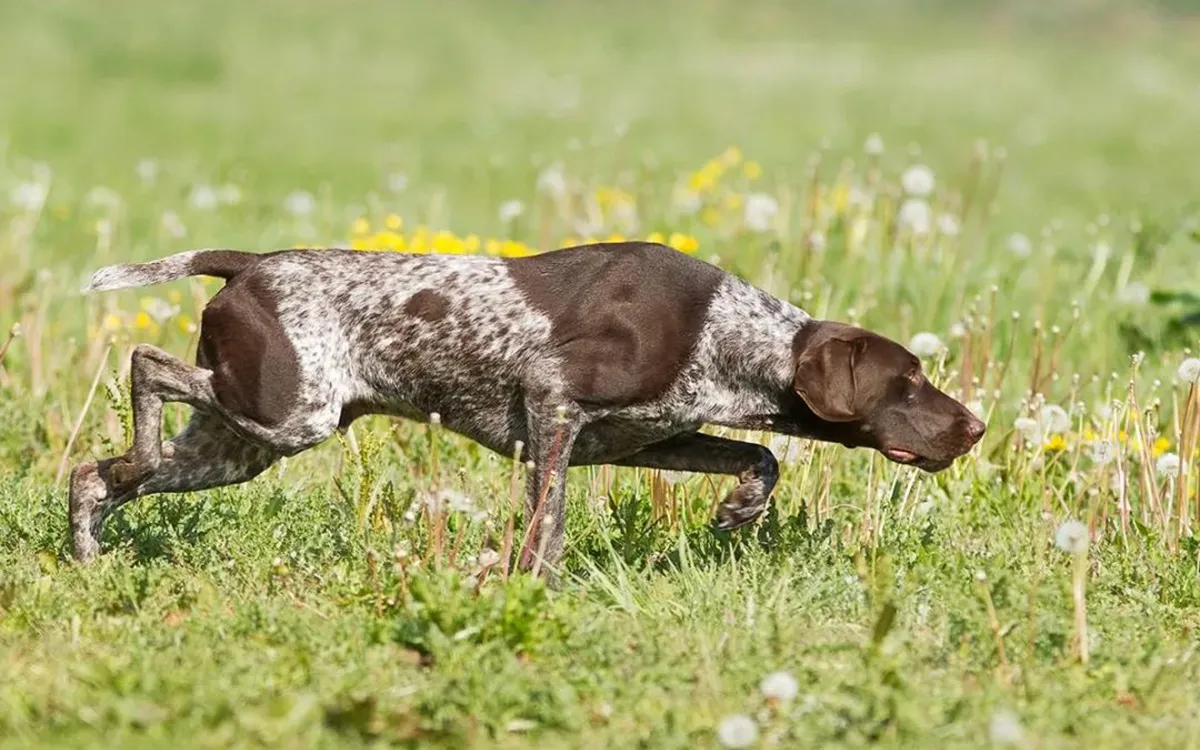 German Shorthaired Pointer | Meet an animal a day