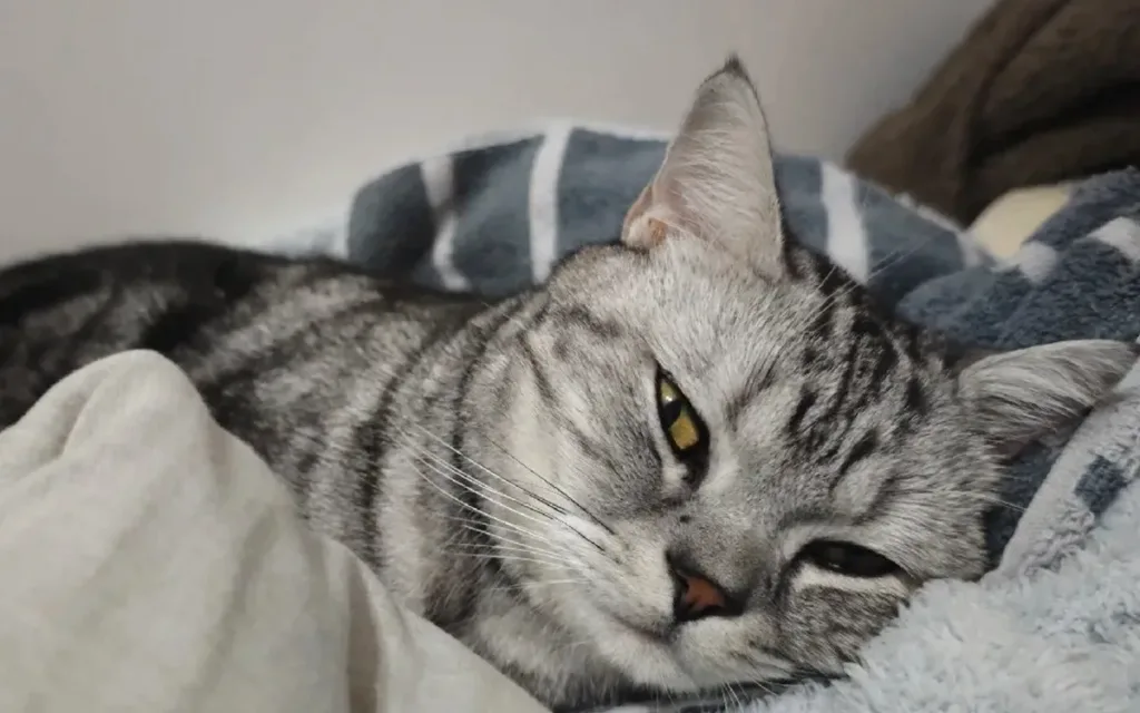 Can heartworm prevention for cats save lives?