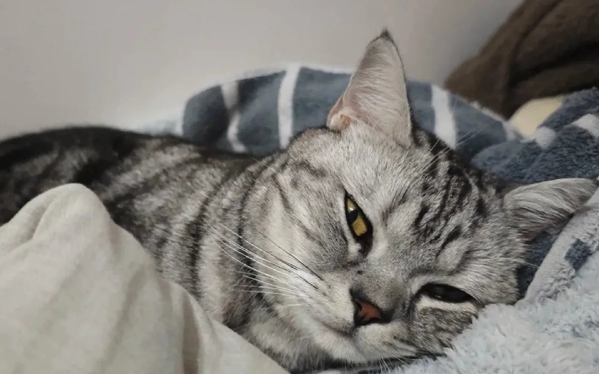 Can heartworm prevention for cats save lives?