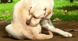 Holistic flea and tick prevention for dogs: Your complete guide