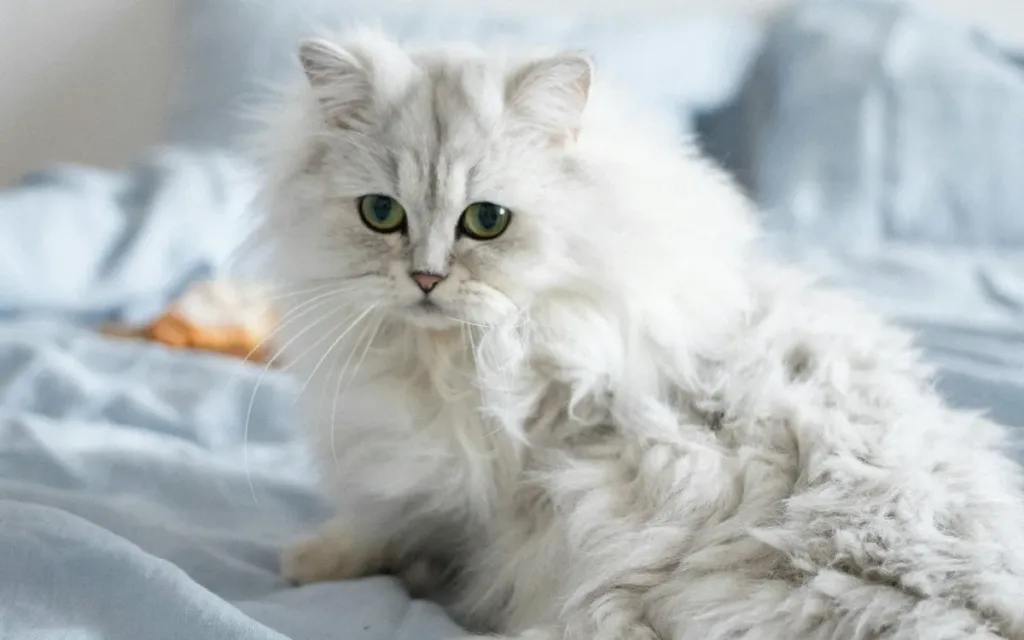 What does a persian cat cost? A complete pricing & care guide for beginners