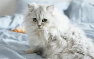 What does a persian cat cost? A complete pricing & care guide for beginners