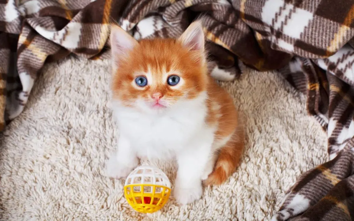 How often should I change cat litter? How much to pour each time?