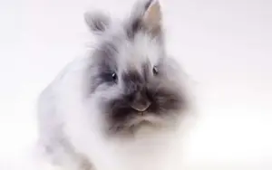 How to raise an Angora rabbit | A complete care guide
