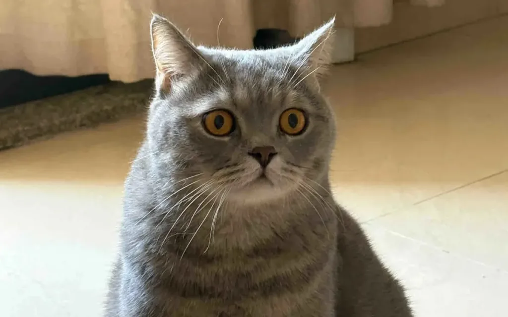 Today’s star – The British Shorthair Cat