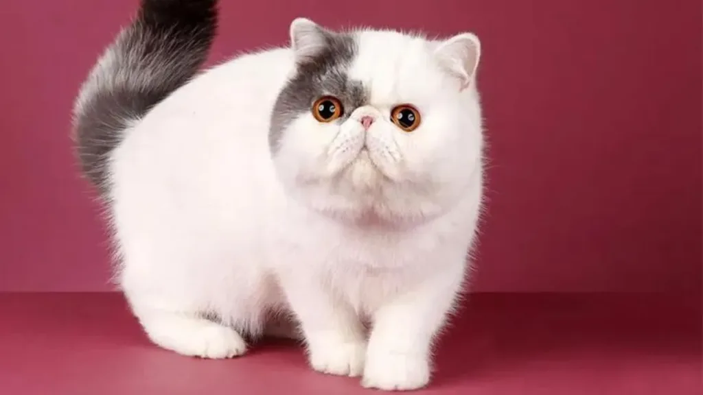 Meet an animal a day: Today’s star – the Exotic Shorthair