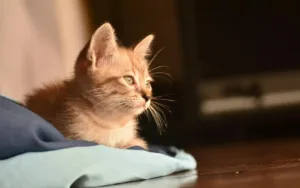 Meet an animal a day: Today’s star – the Orange Tabby Cat