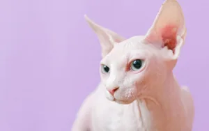 meet-an-animal-a-day-sphynx-cat