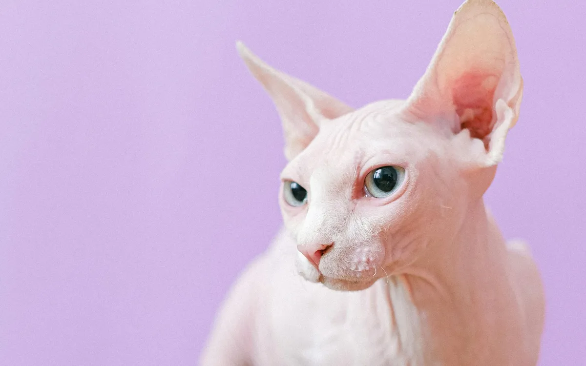 meet-an-animal-a-day-sphynx-cat