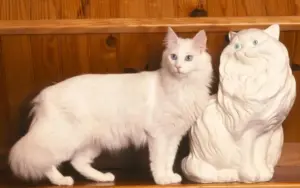 Meet an animal a day: Today’s star – the Turkish Angora Cat