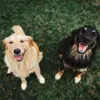Natural flea and tick prevention for dogs in summer: safe methods for your pet