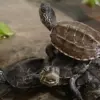 Pet turtle doubts solved in 5mins