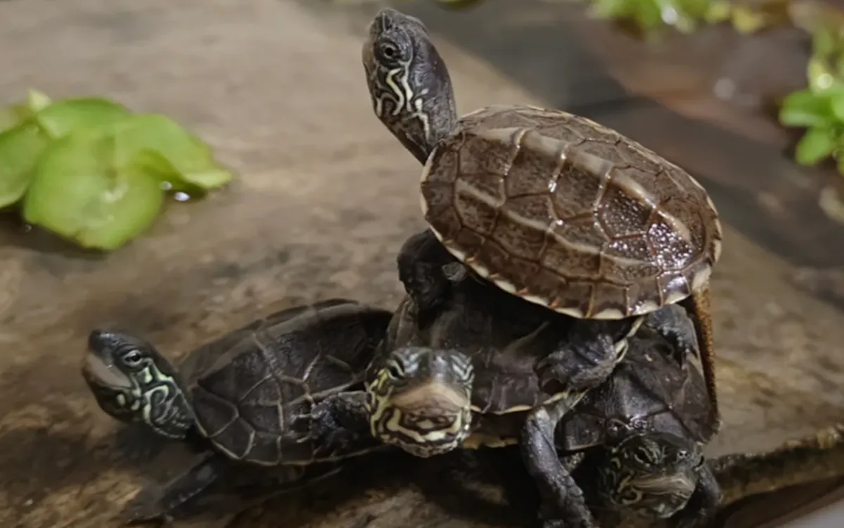 Pet turtle doubts solved in 5mins